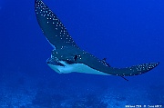 Aetobatus ocellatus raie aigle tachetee-Maldives Kandhooma thila-16m-20240427-da-DSC_7432_tn
